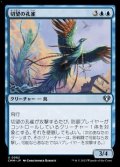 【日本語】切望の孔雀/Coveted Peacock
