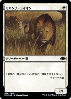 画像1: 【日本語】サバンナ・ライオン/Savannah Lions