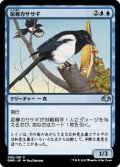 【日本語】泥棒カササギ/Thieving Magpie