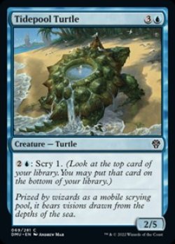 画像1: 【英語Foil】潮溜まりの亀/Tidepool Turtle