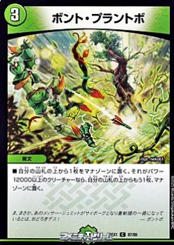 画像1: 【C】ボント・プラントボ