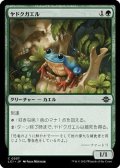 【日本語】ヤドクガエル/Poison Dart Frog
