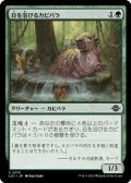 【日本語】日を浴びるカピバラ/Basking Capybara