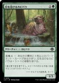 【日本語】日を浴びるカピバラ/Basking Capybara