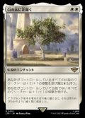 【日本語Foil】白の木に花開く/Flowering of the White Tree