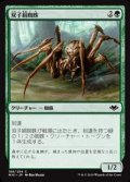 【日本語】双子絹蜘蛛/Twin-Silk Spider