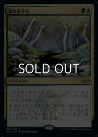 【日本語】真の木立ち/Sterling Grove