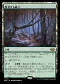 【日本語】変容する森林/Shifting Woodland