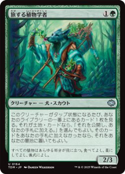 画像1: 【日本語】旅する植物学者/Traveling Botanist