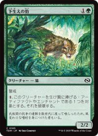 【日本語】下生えの豹/Undergrowth Leopard