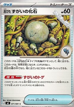 画像1: 【C】古びたずがいの化石