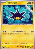 【C】バチンウニ