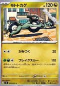【C】モトトカゲ