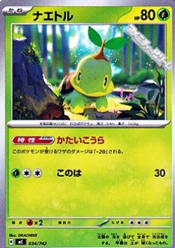 画像1: 【ノーマル】ナエトル