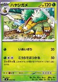 【ノーマル】ハヤシガメ