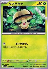 【C】タマゲタケ
