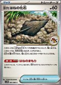 【C】古びたはねの化石