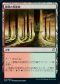 【日本語】菌類の到達地/Fungal Reaches