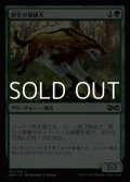 【日本語】野生の雑種犬/Wild Mongrel