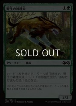 画像1: 【日本語】野生の雑種犬/Wild Mongrel