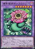 【レア】捕食植物キメラフレシア