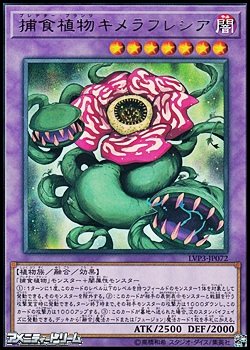 画像1: 【レア】捕食植物キメラフレシア