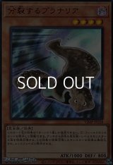 【ウルトラレア】分裂するプラナリア