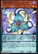 画像: 【ウルトラレア】捕食植物スパイダー・オーキッド