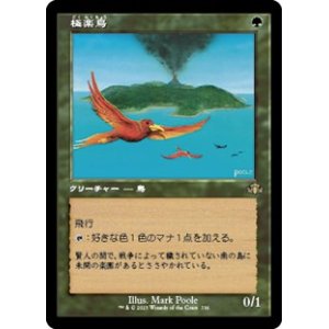 画像: ☆特殊枠【日本語】極楽鳥/Birds of Paradise