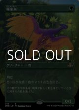 画像: ☆特殊枠【日本語】極楽鳥/Birds of Paradise