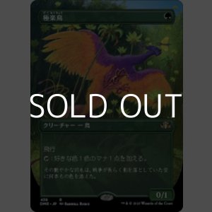 画像: ☆特殊枠【日本語】極楽鳥/Birds of Paradise