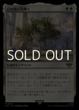 画像: 【日本語】白の木に花開く/Flowering of the White Tree