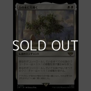 画像: 【日本語】白の木に花開く/Flowering of the White Tree