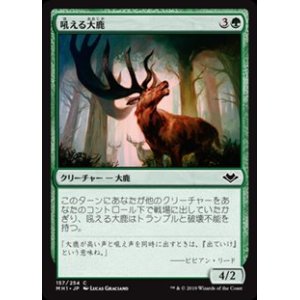 画像: 【日本語】吼える大鹿/Bellowing Elk