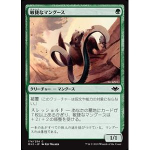 画像: 【日本語】敏捷なマングース/Nimble Mongoose