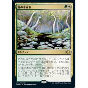 画像: 【日本語】真の木立ち/Sterling Grove