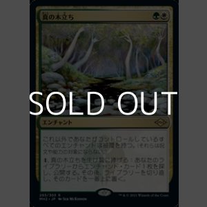 画像: 【日本語】真の木立ち/Sterling Grove