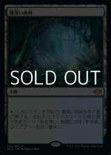 画像: 【日本語】霧深い雨林/Misty Rainforest