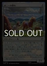 画像: 【日本語】ポニーの群れ/Troop of Ponies