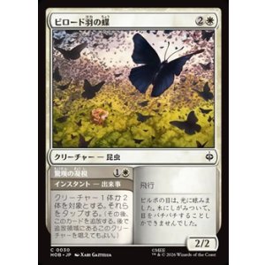 画像: 【日本語】ビロード羽の蝶/Velvetwing Butterflies