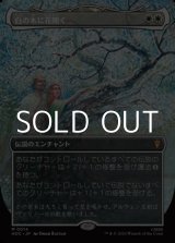 画像: ☆特殊枠【日本語Foil】白の木に花開く/Flowering of the White Tree