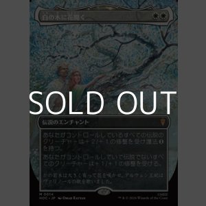 画像: ☆特殊枠【日本語Foil】白の木に花開く/Flowering of the White Tree