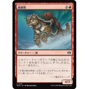 画像: 【日本語】救助豹/Rescue Leopard