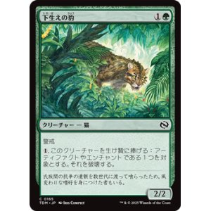 画像: 【日本語】下生えの豹/Undergrowth Leopard