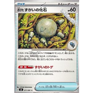 画像: 【C】古びたずがいの化石