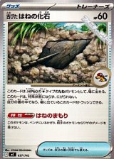 画像: 【ノーマル】古びたはねの化石