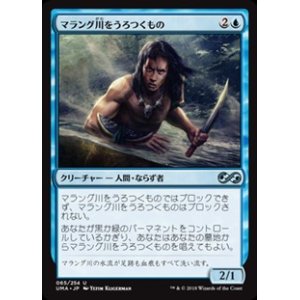 画像: 【日本語】マラング川をうろつくもの/Marang River Prowler