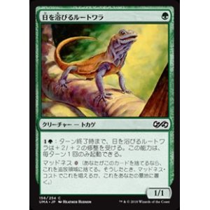 画像: 【日本語】日を浴びるルートワラ/Basking Rootwalla