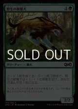 画像: 【日本語】野生の雑種犬/Wild Mongrel