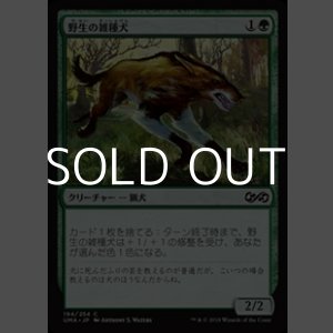 画像: 【日本語】野生の雑種犬/Wild Mongrel